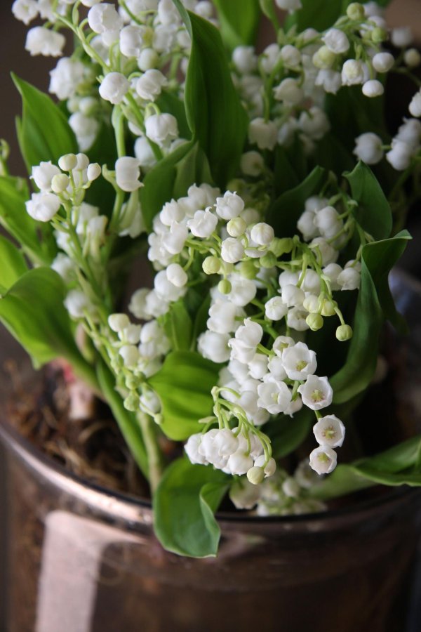 ландыш майский