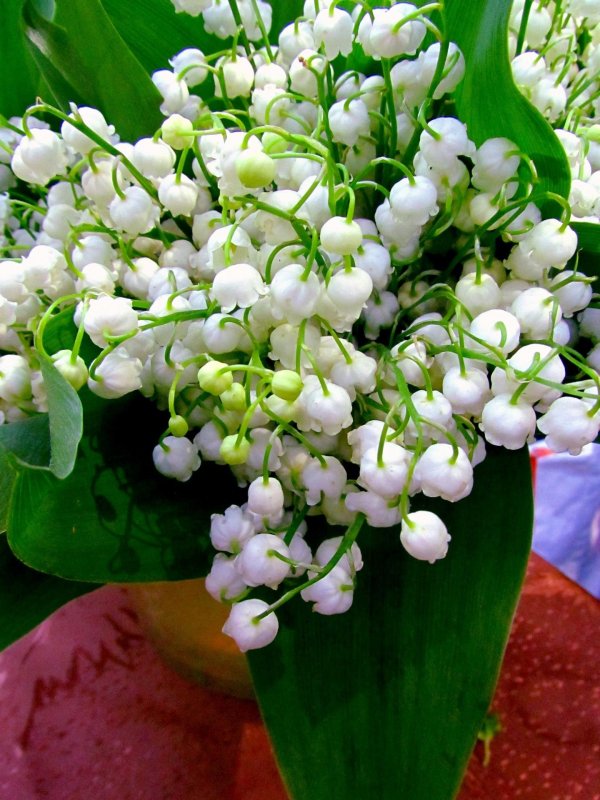 ландыш майский rosea