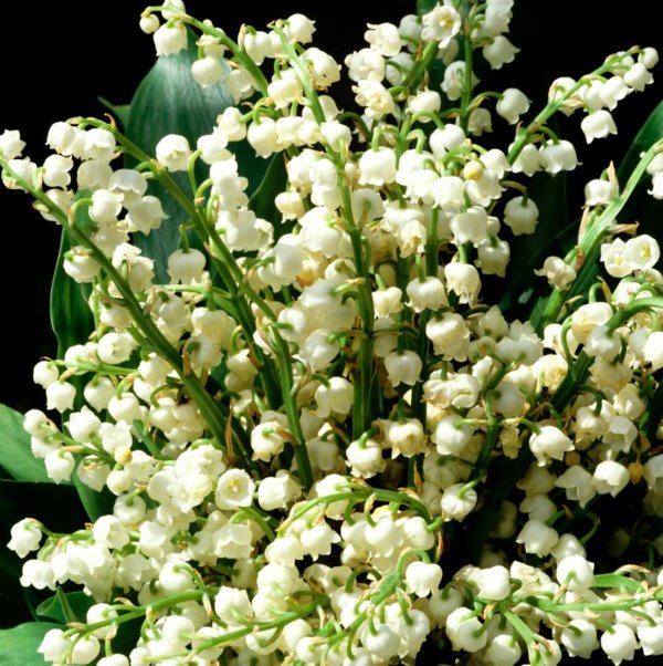 ландыш майский пролификанс