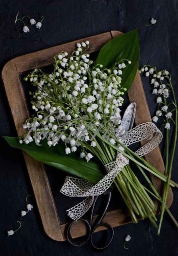 гарднер сирень ландыши