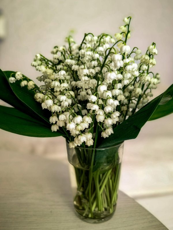 ландыш майский