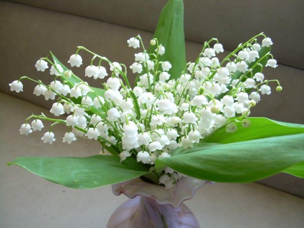 капский ландыш