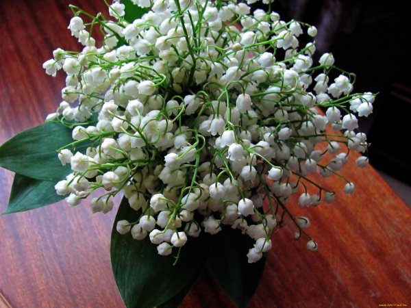 цветок ландыш