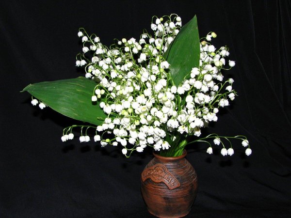 белые ландыши