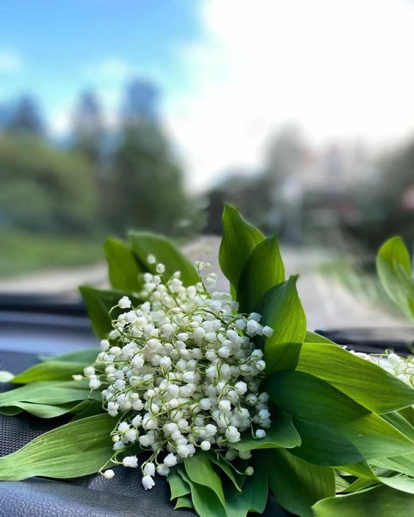 весенние цветы ландыши