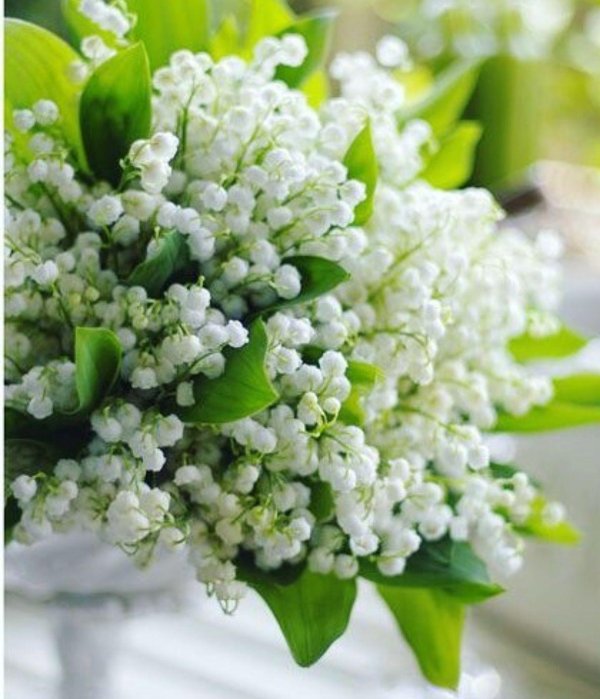 ландыш майский вайт