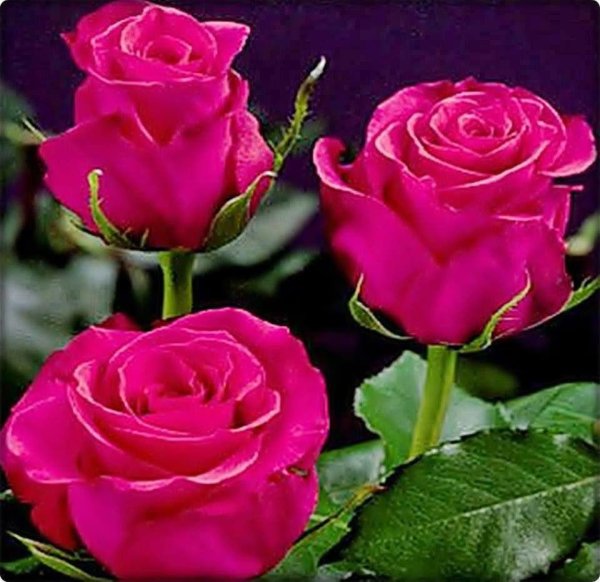 роза хот леди