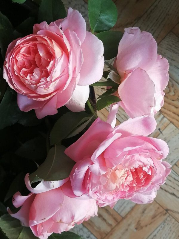 королевская роза