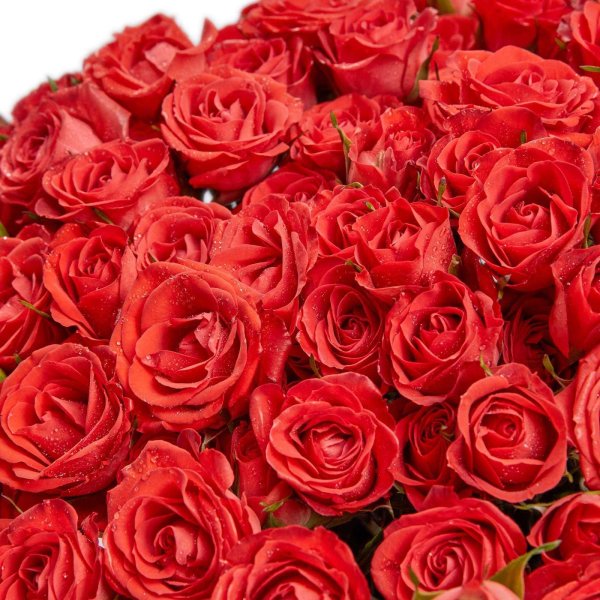 роза кустовая