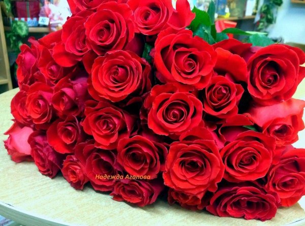 большой букет алых роз