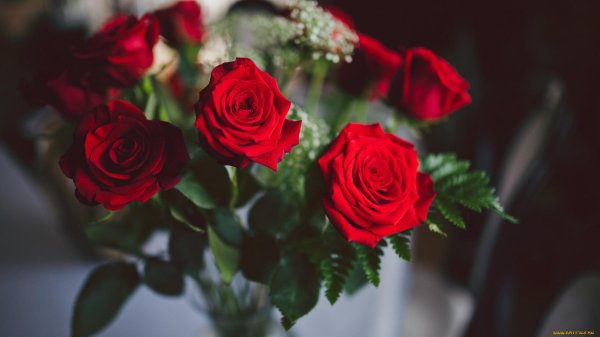 цветы розы красные