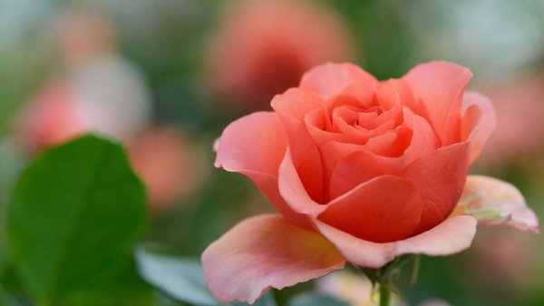 чайная роза