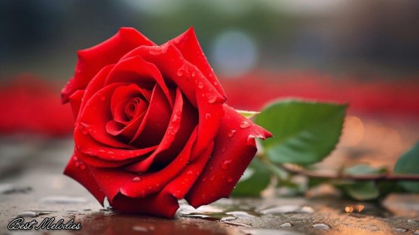 роза макросъемка