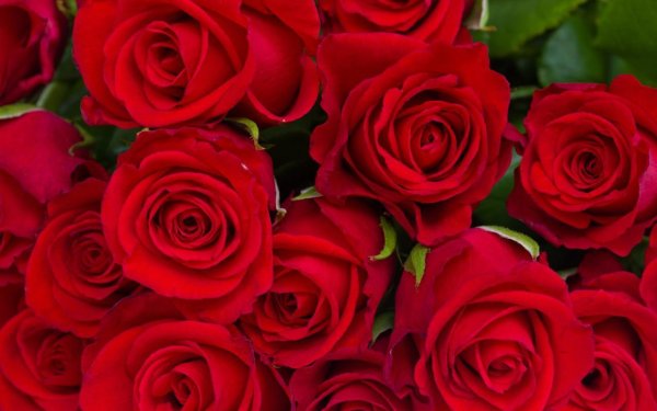 цветы розы красные