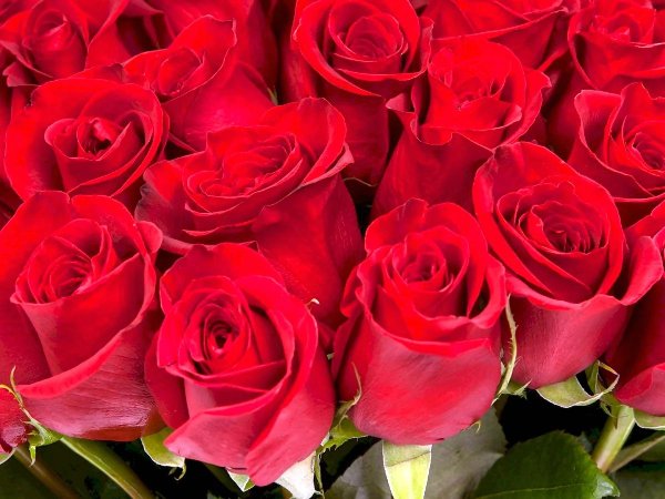 шикарные красные розы