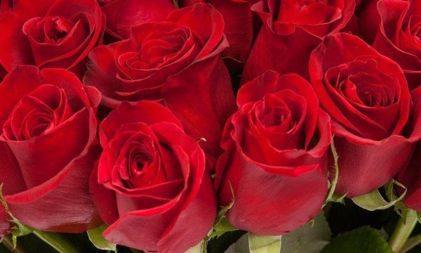 шикарные красные розы