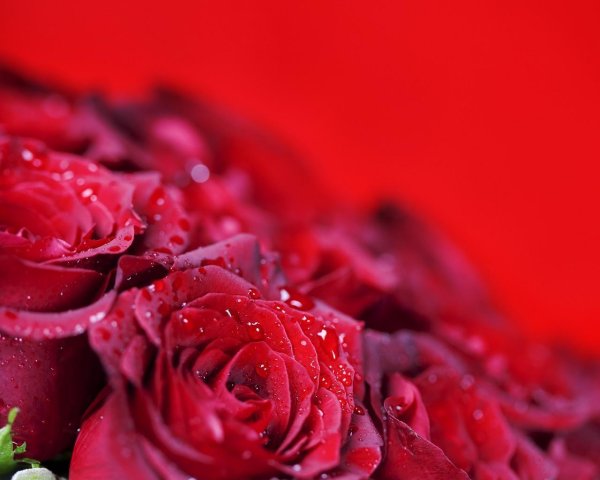 цветы розы красные