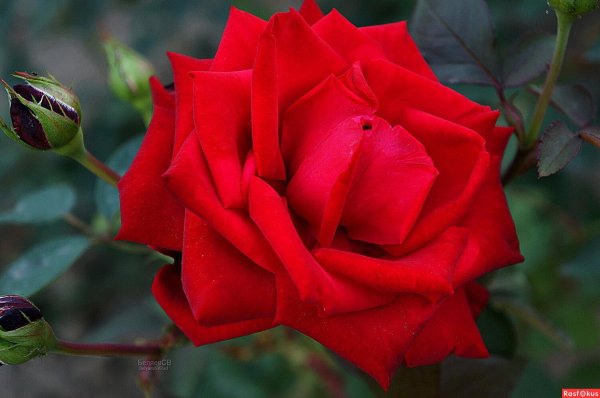 роза чайногибридная литке