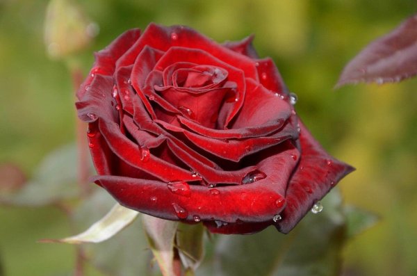 алый карсон роза