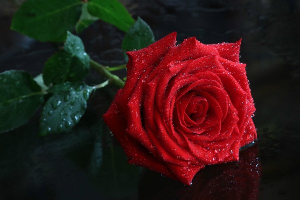 красивые красные розы