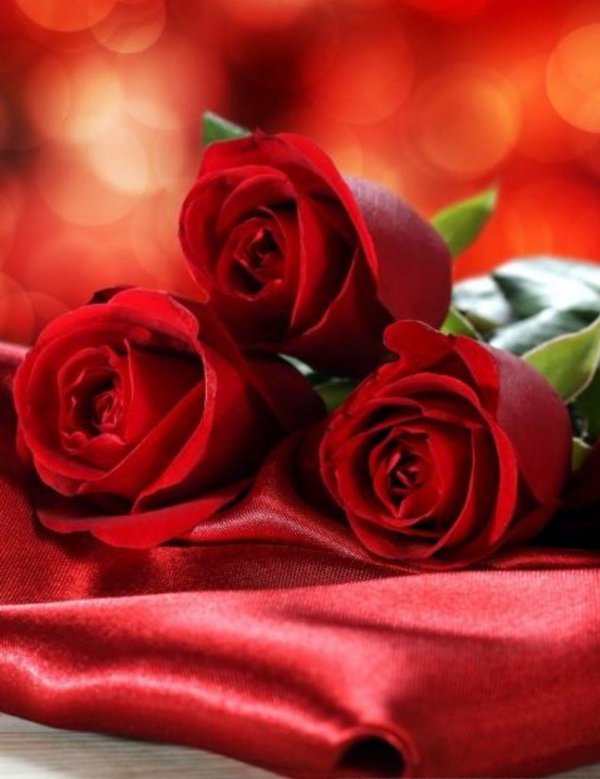 красные розы горизонтально