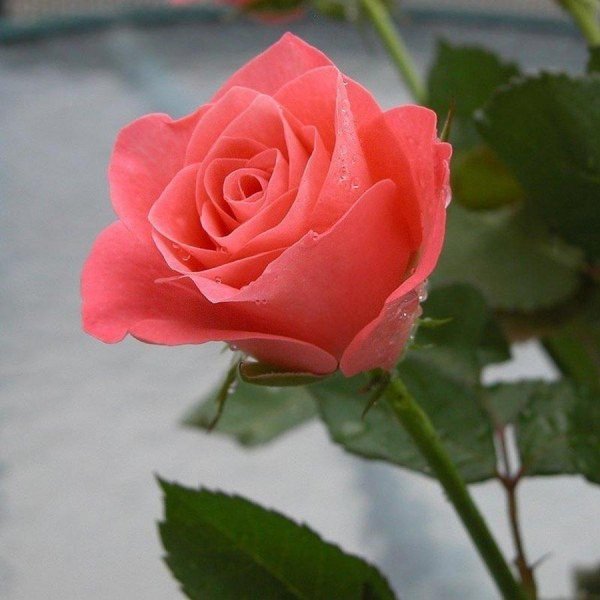 одиночные розы