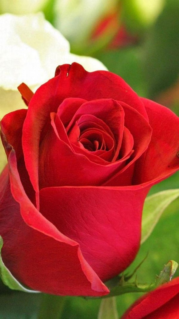 роза чайно гибридная