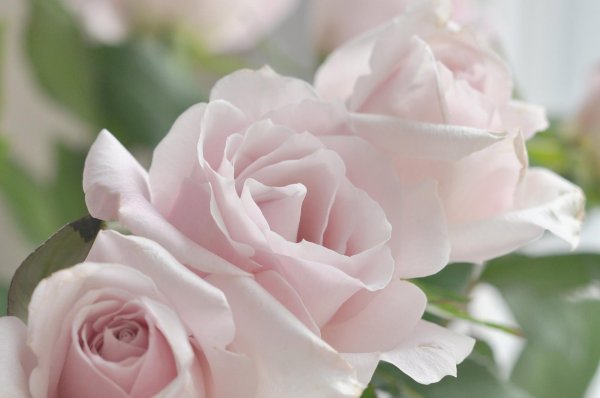 цветок нежный