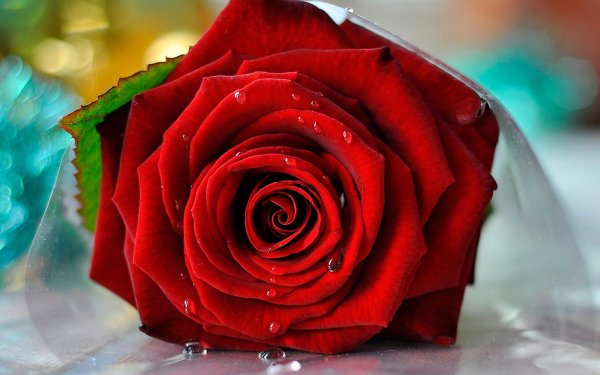 цветок роза