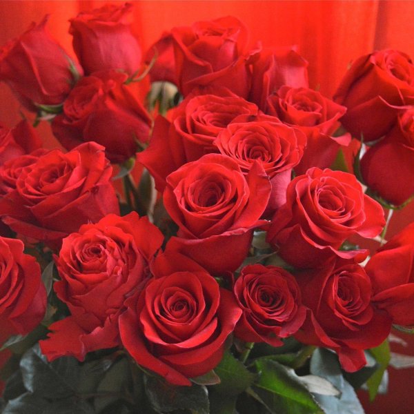 красивый букет алых роз