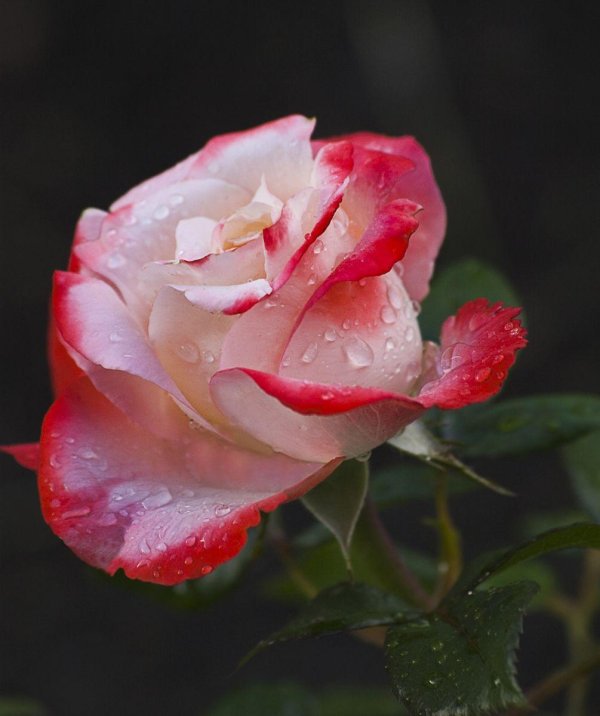 роза чайно гибридная ностальжи