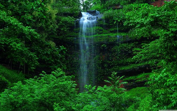 green forest wallpaper