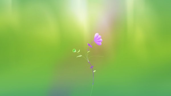 красивая цветок