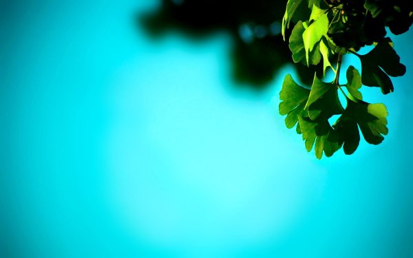 гинкго двулопастный лист