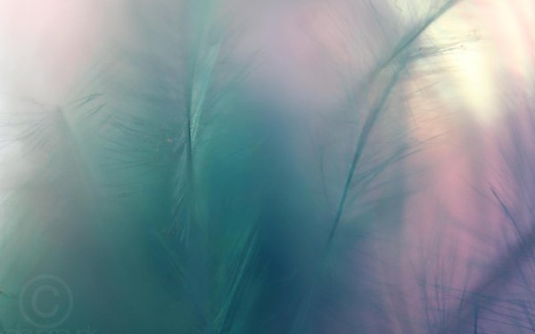 разноцветные перья