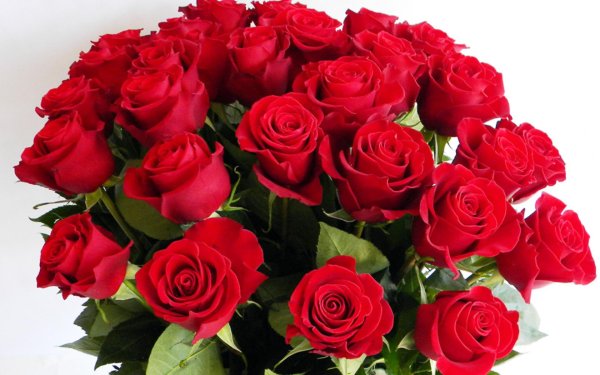 букет алых роз