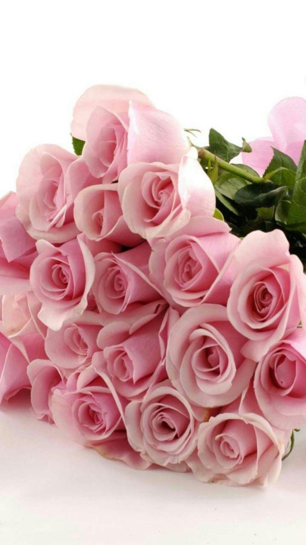 розовая роза