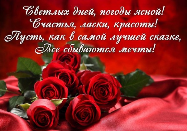 роза красная