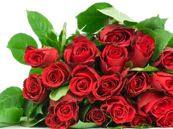 красная роза
