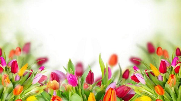 цветочные фоны