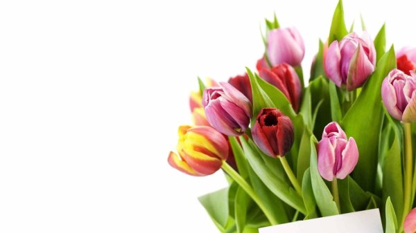 букет тюльпан