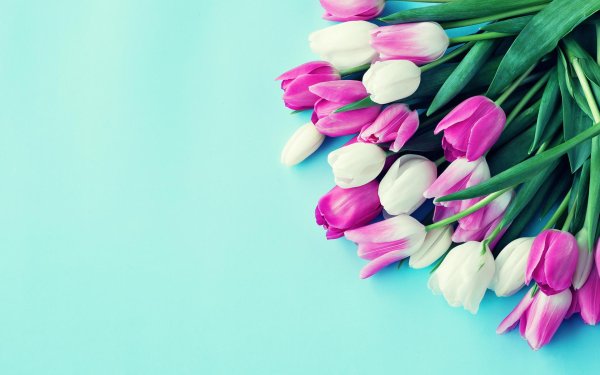 розовые тюльпаны