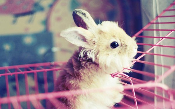 домашние кролики