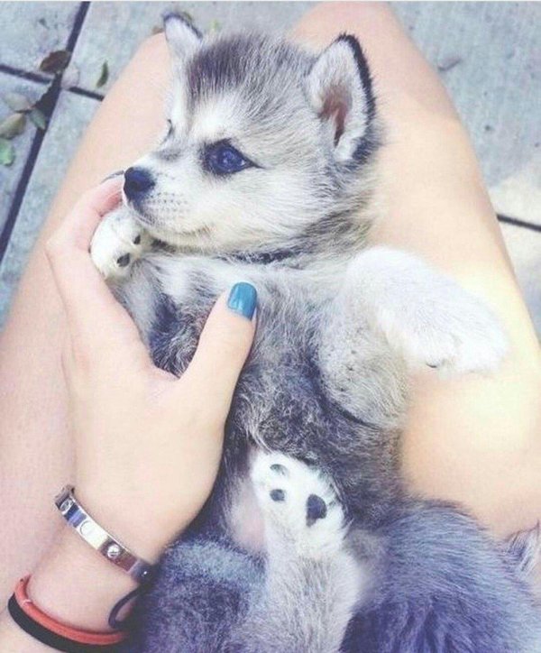 аляскинский кликай