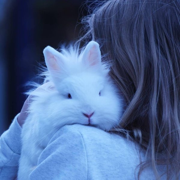 кролик ангорский