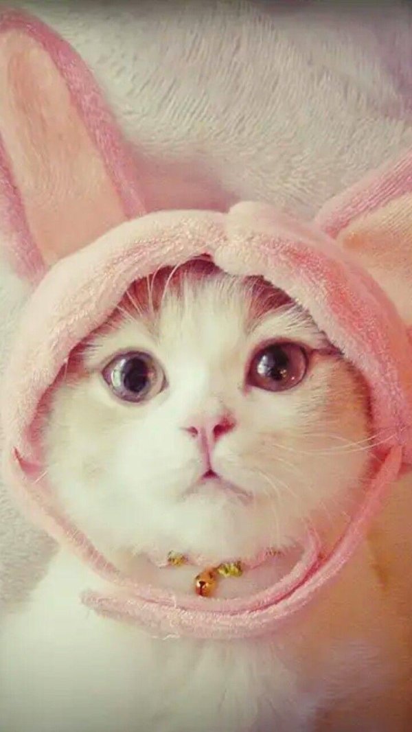 милый котик