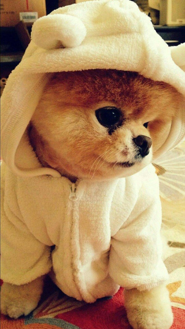 померанский шпиц джифф