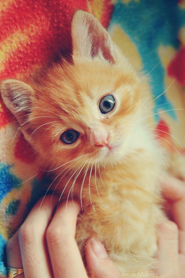 рыжие котята