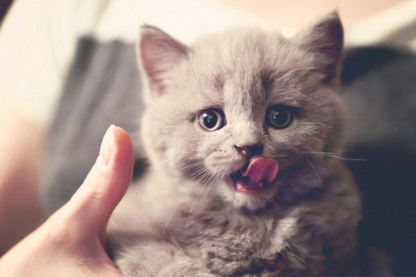 котенок маленький