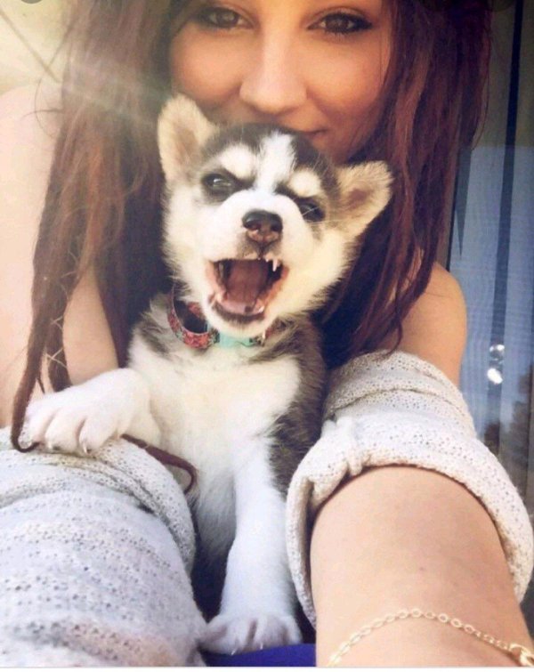 хаски хаски